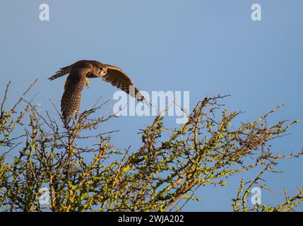 Ein wildes weibliches Merlin (Falco columbarius) auf der Jagd auf Lindisfarne, Northumberland Stockfoto