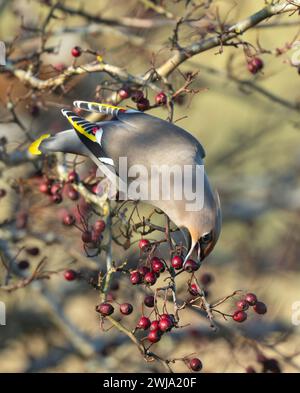 Böhmische Wachsflügel (Bombycilla garrulus), die Weißdornbeeren fressen, Cotswolds 2024 Stockfoto