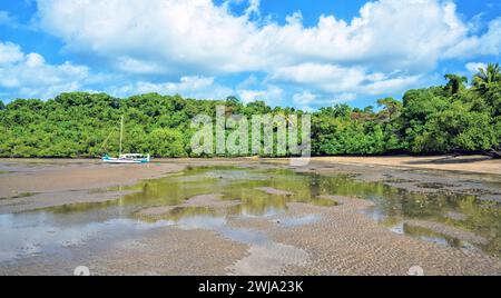Ebbe und Regenwald am Mission Beach, Far North Queensland Stockfoto