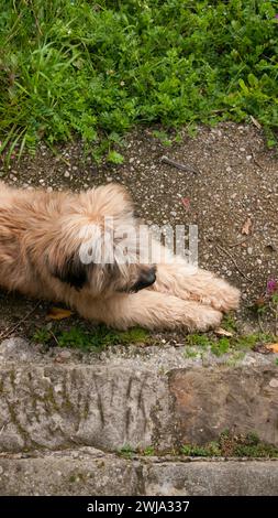 Haariger Hund, der von oben sitzt Stockfoto