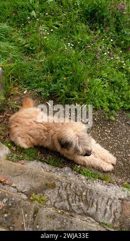 Haariger Hund, der von oben sitzt Stockfoto