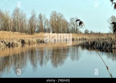 Anfang Frühling. Ein langes Ufer des Sees, komplett mit trockenem Schilf bedeckt. Stockfoto