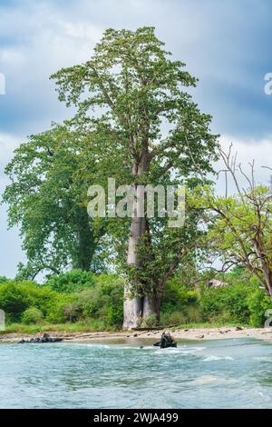 Ein ruhiger Blick auf einen hohen, majestätischen Baum, der am friedlichen Ufer eines Flusses im Dschungel unter einem bewölkten Himmel in Sao Tome und Principe steht Stockfoto