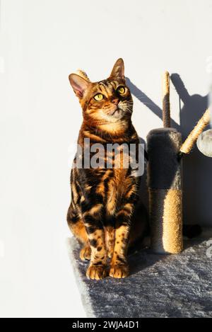 Eine majestätische bengalische Katze sitzt elegant neben einem Kratzbaum der Katze, der sich im warmen Glanz des Sonnenlichts mit dramatischen Schatten sonnt Stockfoto