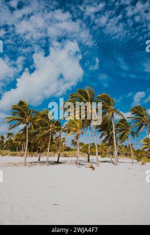 Ruhige tropische Strandszene mit üppigen Palmen unter einem leuchtend blauen Himmel in Miami, Florida. Stockfoto