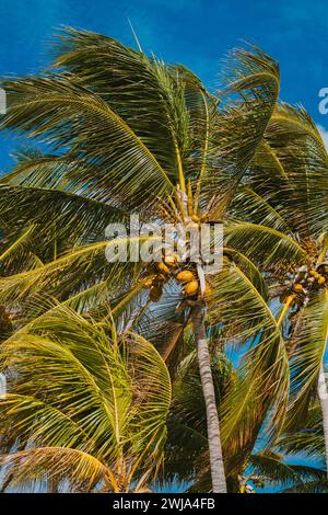 Pulsierende Kokospalmen vor einem klaren blauen Himmel in Miami, Florida, verkörpern tropische Gelassenheit und natürliche Schönheit. Stockfoto