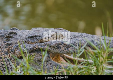 Detaillierte Nahaufnahme der strukturierten Schuppen und des wachsamen Auges eines Alligators in Miami, Florida, mit Gras im Vordergrund. Stockfoto