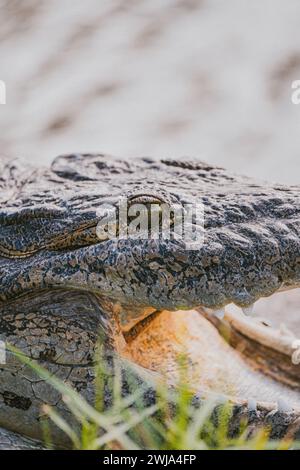 Detaillierte Nahaufnahme, die das komplizierte Auge und die Schuppen eines amerikanischen Alligators in seinem natürlichen Lebensraum in Miami, Florida, einfängt. Stockfoto