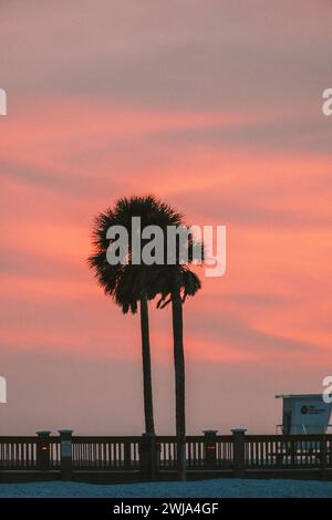 Eine einsame Palme hebt sich in ihrer Silhouette vor einem feurigen Sonnenuntergangshimmel mit rosa und orangen Tönen in Miami, Florida, hervor. Stockfoto