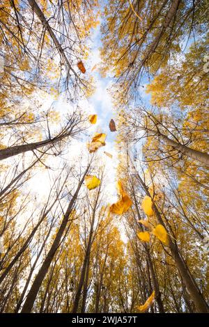 Das Bild von unten zeigt das Wesen des Herbstes mit goldenen Blättern in der Luft und einem Hintergrund von hohen Bäumen mit klarem Himmel. Stockfoto