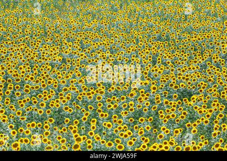 Aus der Vogelperspektive eines Sonnenblumenfeldes mit leuchtenden gelben Blüten, ein Zeichen für bebaute Felder im Inneren des Eichenwaldes. Stockfoto