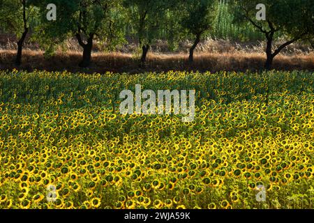 Ein lebendiges Sonnenblumenfeld in voller Blüte, eingebettet am Rand eines Eichenwaldes, das die Harmonie von kultivierter Landwirtschaft und natürlicher Natur zeigt Stockfoto