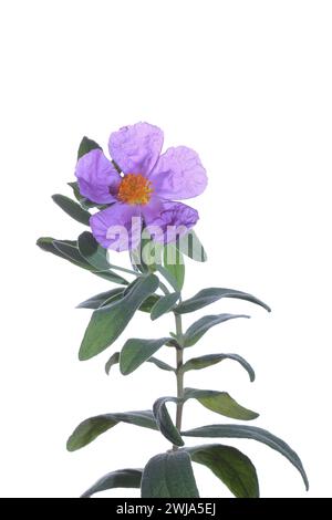 Zarte lila Blüten von Cistus albidus, auch als graublättrige Zistrose bekannt, vor reinweißem Hintergrund, die die Schönheit dieser Medi hervorheben Stockfoto