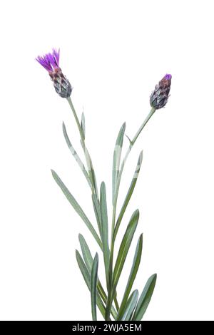 Nahaufnahme von zwei lebendigen Blütenknospen aus dem Mountain Centaury oder Centaurea montana vor einem strahlend weißen Hintergrund, die die Schönheit der Natur unterstreichen. Stockfoto