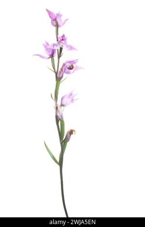 Zarte Cephalanthera rubra Orchidee mit einem kleinen Marienkäfer auf den Blütenblättern, isoliert auf reinweißem Hintergrund für einfache Komposition. Stockfoto