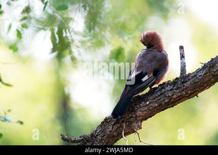 Ein eurasischer jay mit seinem markanten rosafarbenen Gefieder und den markanten blauen Flügelfedern thront elegant auf einem moosigen Zweig, der sich gegen ihn hinwegt Stockfoto
