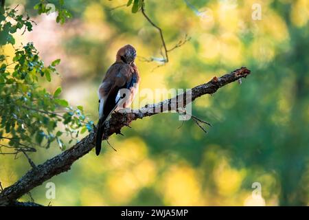 Ein eurasischer Jay blickt über seine Schulter, während er auf einem Baumzweig in einer dichten Waldlandschaft sitzt Stockfoto