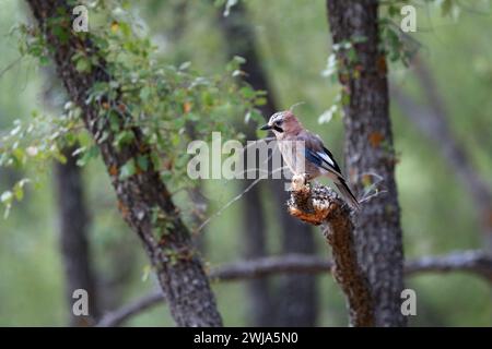 Ein einsamer eurasischer jay Garrulus glandarius, bekannt als, sitzt auf einem moosigen Zweig inmitten von grünem Laub in einer ruhigen Waldlandschaft und zeigt seine einzigartige Atmosphäre Stockfoto