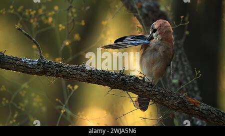 Ein eurasischer jay, Garrulus glandarius, sitzt auf einem groben Baumzweig mit hinterleuchteten Blättern, die in der Abenddämmerung ein warmes Leuchten erzeugen Stockfoto