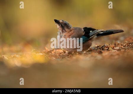 Nahaufnahme eines eurasischen Jay Garrulus glandarius, der auf dem Boden zwischen Herbstblättern sucht Stockfoto