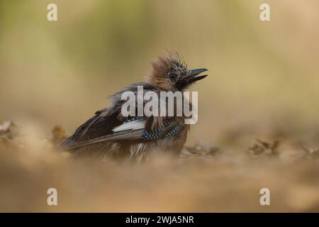 Ein eurasischer Jay Garrulus glandarius genießt ein Bad in einem flachen Waldbecken und zeigt sein nasses Gefieder in natürlichen Erdtönen Stockfoto