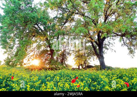 Goldenes Sonnenlicht strömt durch einen Eichenwald auf eine Wiese aus gelben Blumen mit leuchtend roten Mohnblumen Stockfoto