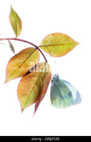 Ein zarter Kohl-weißer Schmetterling liegt auf leuchtenden Blättern und zeigt seine komplizierten Flügelmuster und natürliche Schönheit vor weißem Hintergrund Stockfoto