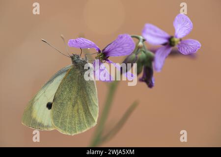 Ein Kohl White Schmetterling, auch bekannt als Pieris rapae, thront zart auf einer lila Wildblume mit einem weichen bräunlichen Hintergrund. Stockfoto