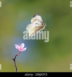 Ein Weißkohl-Schmetterling oder Pieris-Ravé schwebt sanft über einer rosa Blüte in einer ruhigen natürlichen Umgebung. Stockfoto