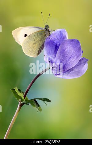 Kohl-weißer Schmetterling (Pieris rapae), der zart auf einer leuchtenden violetten Blume vor einem weichen grünen Hintergrund thront. Stockfoto