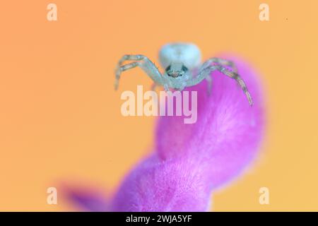 Ein Nahaufnahme-Bild einer Krabbenspinne auf einer leuchtend rosa Blume, im Kontrast zu einem sanften orangen Hintergrund, der ihren einzigartigen physischen Charakter zeigt Stockfoto