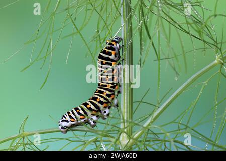 Eine Papilio-Machaon-raupe haftet an einem Fenchelstiel, deren schwarze, weiße und orangene Markierungen vor einem weichen grünen Hintergrund leuchtend wirken Stockfoto