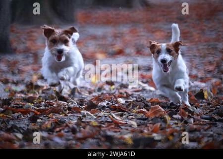 Zwei Jack Russell Terriers, die mit einem Teppich aus Herbstlaub energisch durch einen Wald laufen Stockfoto