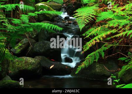 Ruhiger Bach, der über moosige Felsen fließt, umgeben von lebhaften Farnen in den laurisilva-Wäldern von La Gomera Stockfoto