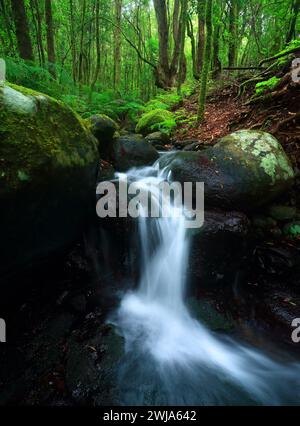 Seidiges Wasser stürzt über moosige Felsen in einem ruhigen laurisilva-Wald in La Gomera und verkörpert das ruhige Wesen der Natur Stockfoto