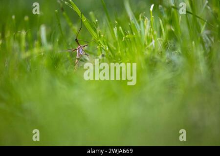 Ein Tipula, auch bekannt als Kranfliege, liegt inmitten von lebendigem grünem Gras und zeigt die komplizierten Details der Natur. Stockfoto