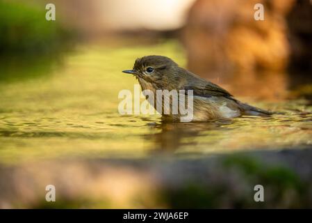 Ein Phylloscopus collybita, allgemein bekannt als der Common Chiffchaff, steht teilweise in ruhigem Wasser, umgeben von Felsen Stockfoto