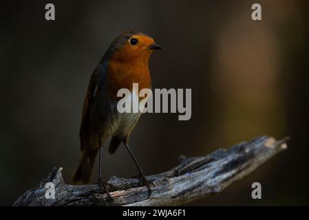 Ein Erithacus rubecula oder Europäischer Rotkehlchen, der auf einem Zweig im dunklen Licht thront Stockfoto