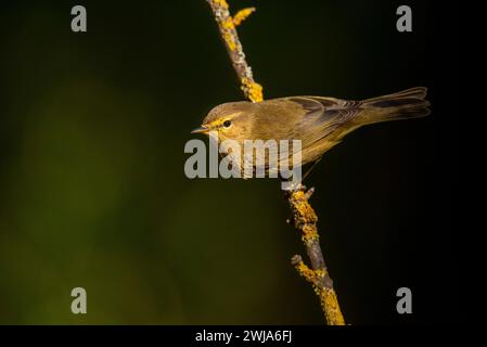 Ein Phylloscopus collybita, bekannt als der Common Chiffchaff, thront auf einem schlanken Ast Stockfoto