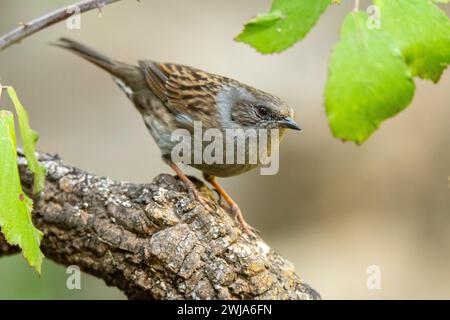 Ein Dunnock, Prunella modularis, thront aufmerksam auf einem strukturierten Zweig zwischen grünen Blättern Stockfoto