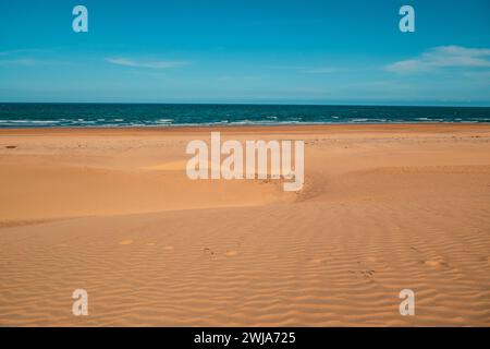 Malerischer Blick auf die Mangrovenbäume, die auf den Sanddünen Mambrui in Mambrui Beach in Malindi, Kenia wachsen Stockfoto