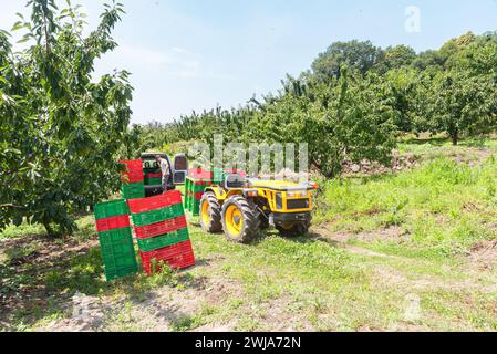 Unerkennbarer Bauer, der bei der Kirschernte in der Sonne mit einem Traktor mit buntem Plastikkorb auf einem Wiese auf dem Land steht Stockfoto