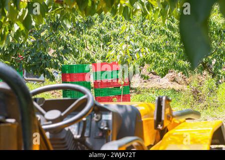 Geparkter Traktor mit leerer Kirsche, der an sonnigen Tagen Plastikkörbe über grünem Gras unter Bäumen auf dem Land erntet Stockfoto