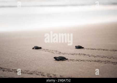 Eine Gruppe grüner Schildkröten (Chelonia mydas), die sich auf ihre erste Reise über den Sandstrand zum Meer begeben. Stockfoto