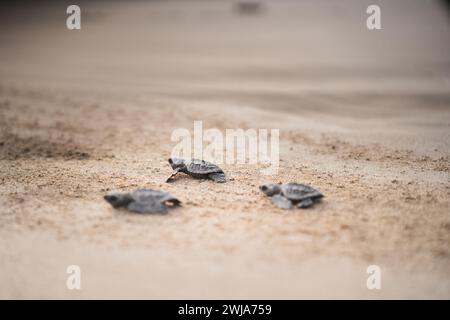 Nahaufnahme neugeborener grüner Meeresschildkröten am Sandstrand, die ihre erste Wanderung zum Meer machen. Stockfoto