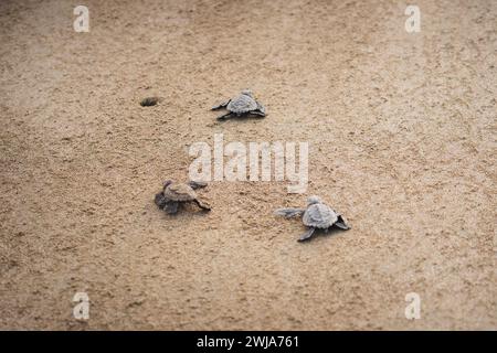 Eine Gruppe grüner Meeresschildkröten (Chelonia mydas), die nach dem Schlüpfen über den Sandstrand zum Meer wandern. Stockfoto