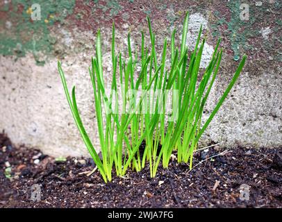 Kegel Milk Star - Ornithogalum umbellatum - Nahaufnahme Bild Stockfoto