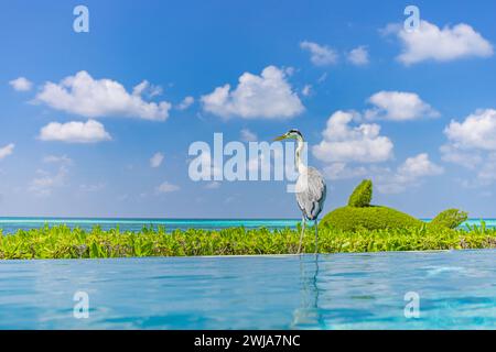 Grauer Reiher am Rand des Infinity-Swimmingpools, Strand auf der Insel Malediven, blauer Himmel Ozean, schöne wilde Vögel, exotische Tierwelt Natur Stockfoto