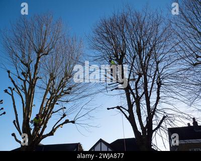 Baumchirurgen in gut sichtbarer fluoreszierender Sicherheitskleidung führen im Februar 2026 wichtige Wartungsarbeiten auf einer Straße in North London durch. Die Baumbauern sind mit dem Bestäuben und Beschneiden beschäftigt, ein Prozess, der traditionell während der ruhenden Wintersaison (November bis März) durchgeführt wird, um die Baumgröße zu verwalten und im Frühjahr ein kräftiges neues Wachstum zu fördern Stockfoto