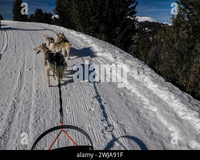 Schlittenhund mit Huskyhunden im Schnee Berge weißer Hintergrund in den dolomiten auf sonnigem Tagesblick vom Schlitten mit Hunden laufen. Stockfoto